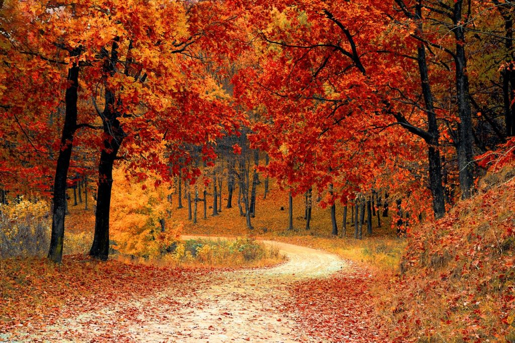 Autumn leaves on a pathway